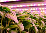 Cree LED Horticulture Lighting LEDs