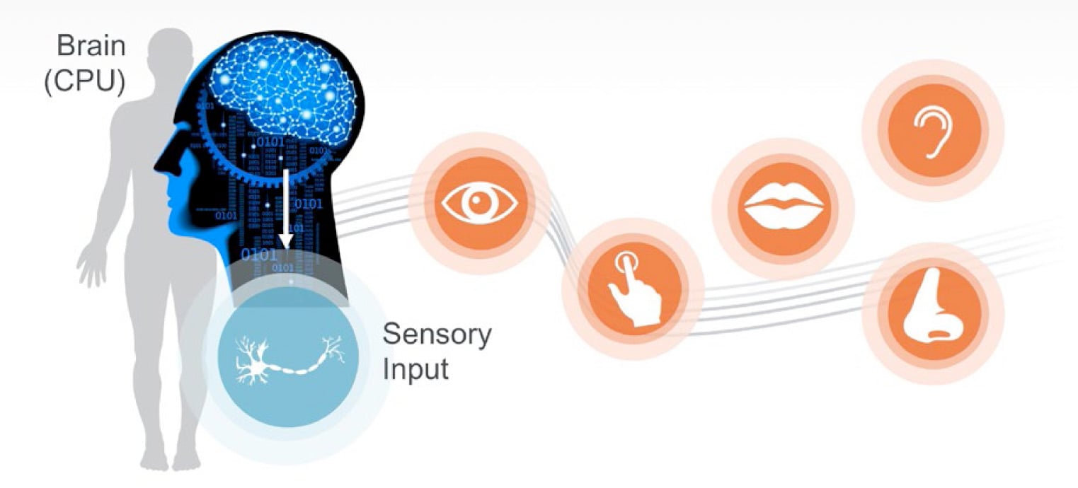 Sensor Fusion: The Human Model